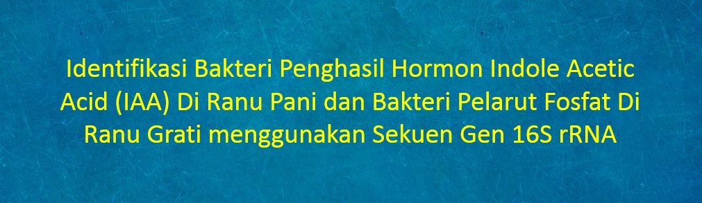 [SKRIPSI] Identifikasi Bakteri Penghasil Hormon Indole Acetic Acid (IAA) Di Ranu Pani dan Bakteri Pelarut Fosfat Di Ranu Grati menggunakan Sekuen Gen 16S rRNA