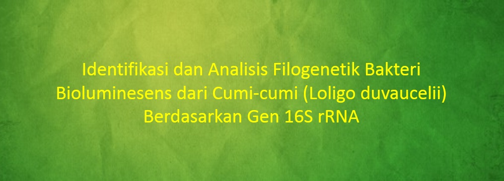 [SKRIPSI]  Identifikasi dan Analisis Filogenetik Bakteri Bioluminesens dari Cumi-cumi (Loligo duvaucelii) Berdasarkan Gen 16S rRNA